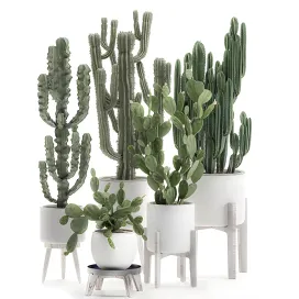 Plant collection cactus